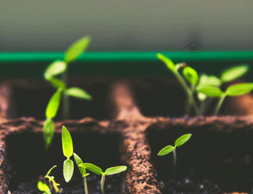 Discipleship Resources