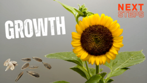 Sunflower seeds and a beautiful sunflower