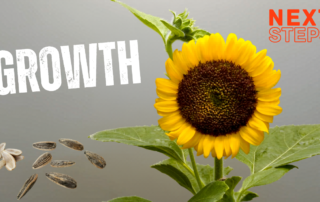 Sunflower seeds and a beautiful sunflower